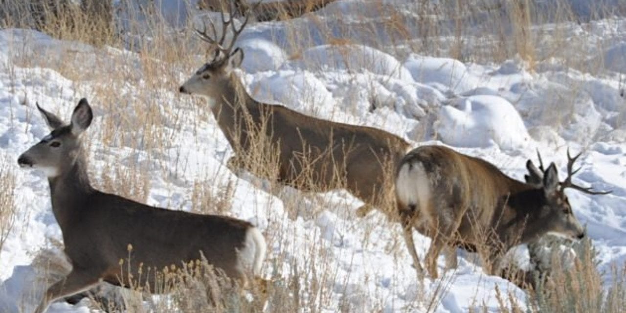 Colorado Approves 210,000 New Acres for Hunting Through Public Access Program