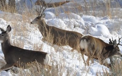 Colorado Approves 210,000 New Acres for Hunting Through Public Access Program