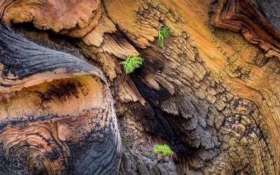 Communicate With Color In Your Photography