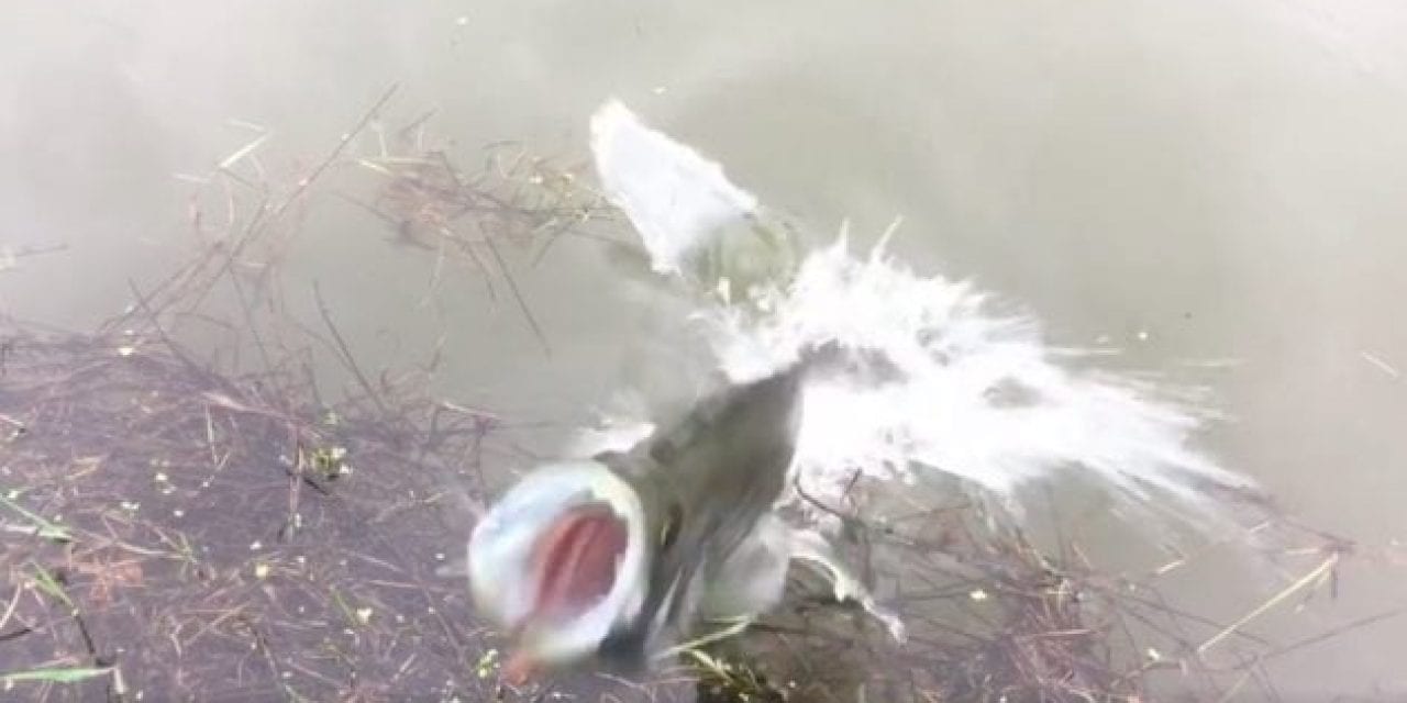 Crazy Crappie Comes Right Out of the Water to Protect Its Nest