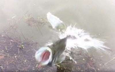 Crazy Crappie Comes Right Out of the Water to Protect Its Nest