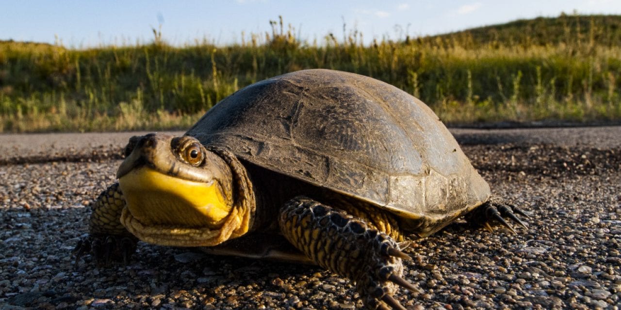 Despite conservation woes, Blanding’s turtle keeps smiling