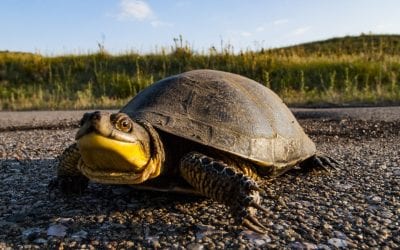 Despite conservation woes, Blanding’s turtle keeps smiling