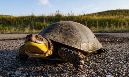 Despite conservation woes, Blanding’s turtle keeps smiling