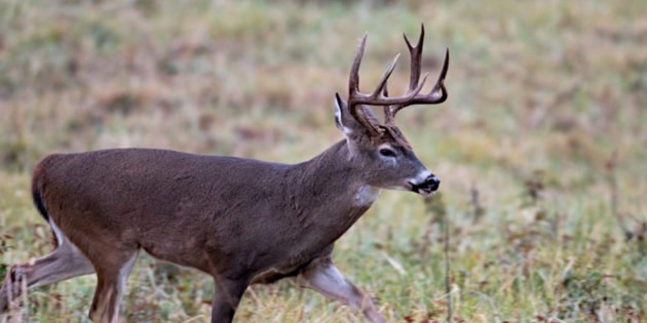 Felony Charges Dropped for Teen Who Punched and Kicked Dying Deer in Pennsylvania
