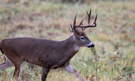 Felony Charges Dropped for Teen Who Punched and Kicked Dying Deer in Pennsylvania