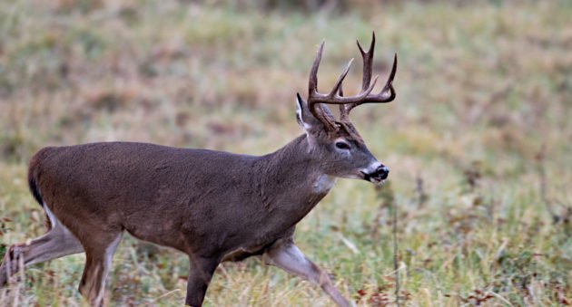 Deer Abuse Case