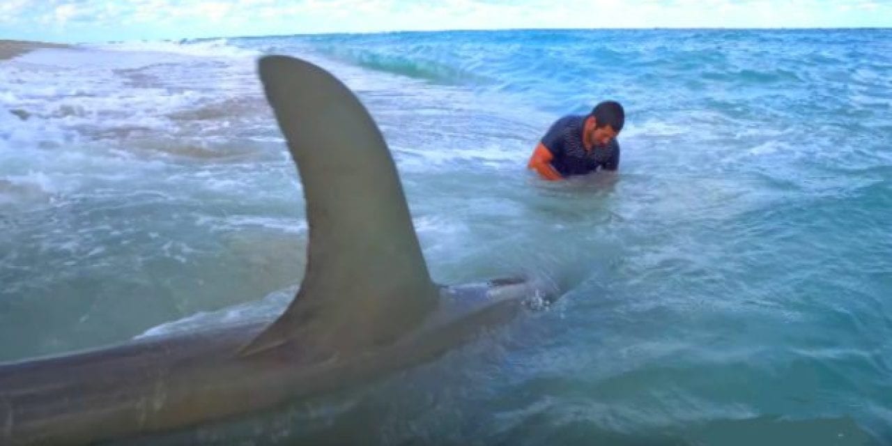 Fishermen Land a Pair 13-Foot Hammerhead Sharks From Beach