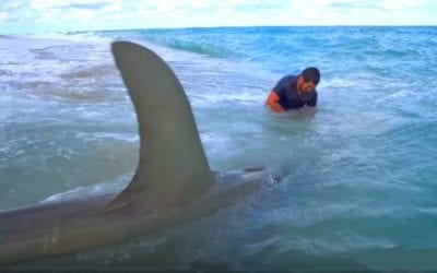 Fishermen Land a Pair 13-Foot Hammerhead Sharks From Beach