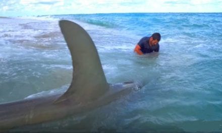 Fishermen Land a Pair 13-Foot Hammerhead Sharks From Beach