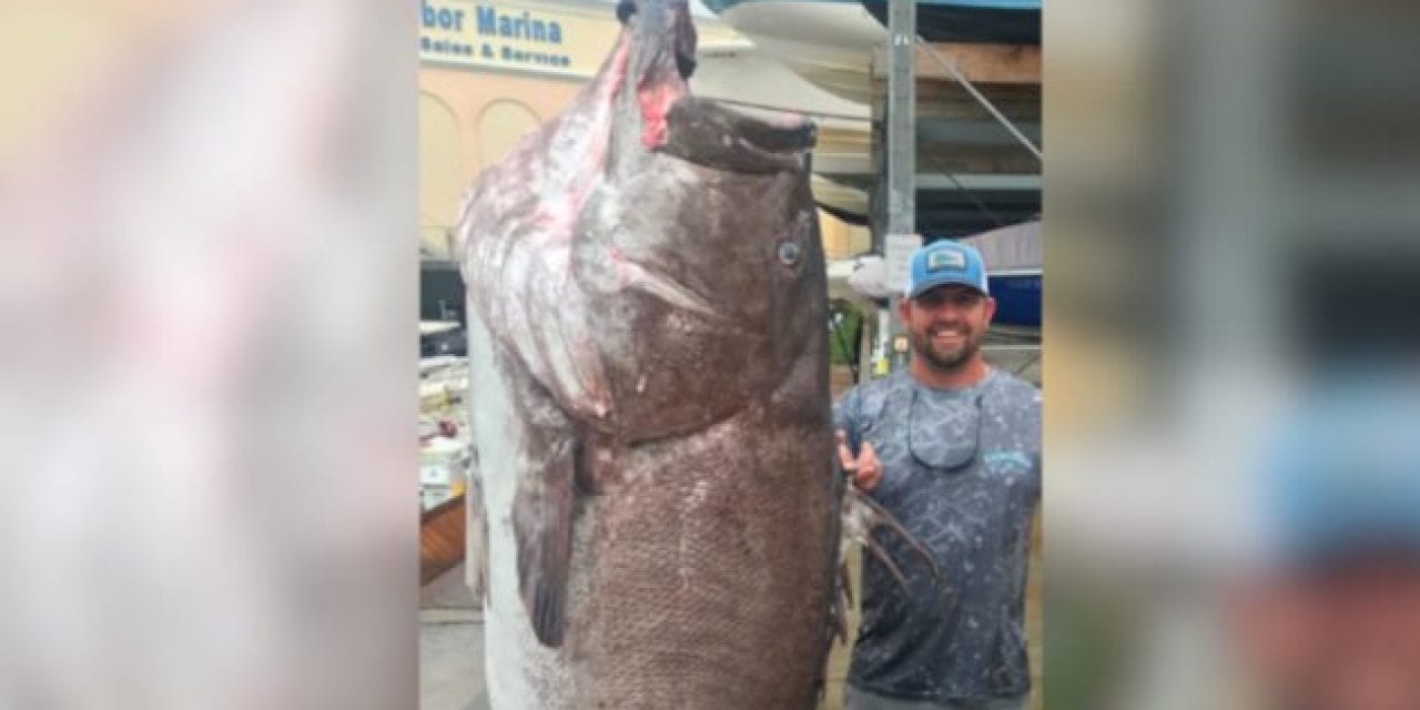 Giant, 350-Pound Warsaw Grouper Caught in Florida was at Least 50 Years Old