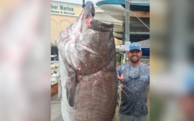 Giant, 350-Pound Warsaw Grouper Caught in Florida was at Least 50 Years Old