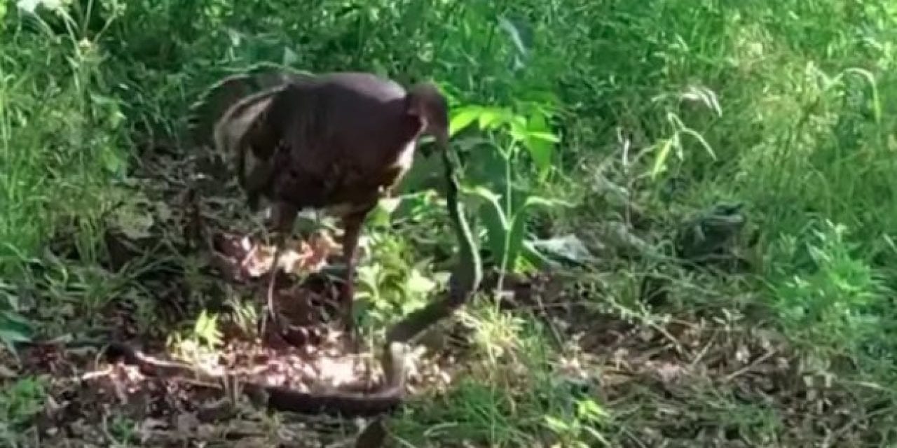 Hen Turkey Attacks Rat Snake in Brawl Over Eggs