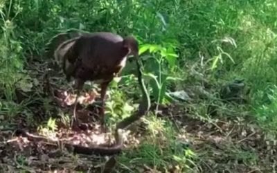 Hen Turkey Attacks Rat Snake in Brawl Over Eggs