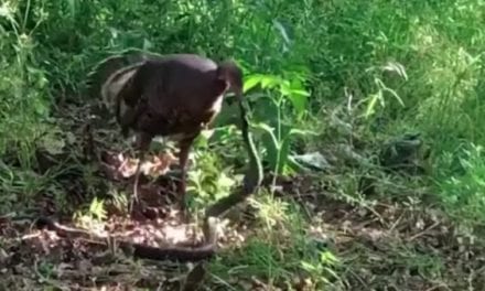 Hen Turkey Attacks Rat Snake in Brawl Over Eggs