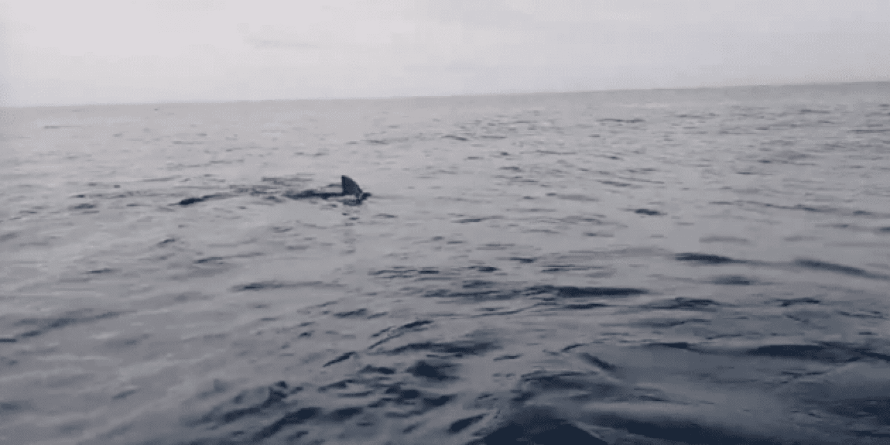 Kayakers Panic as Large Great White Shark Follows Them