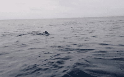 Kayakers Panic as Large Great White Shark Follows Them