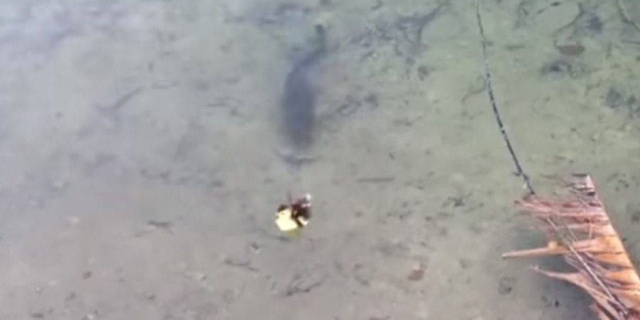 Largemouth Bass Makes Duckling Disappear in an Instant