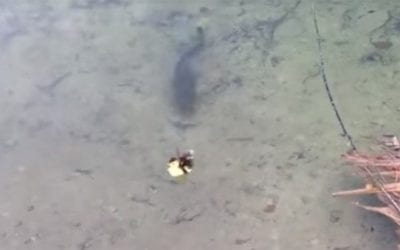 Largemouth Bass Makes Duckling Disappear in an Instant