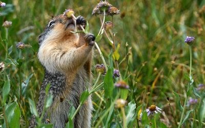 Last Frame: Sweet Smell Of Summer