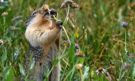 Last Frame: Sweet Smell Of Summer