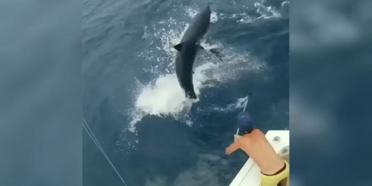 Mako Shark Nearly Leaps in Boat While Chasing Sailfish