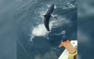 Mako Shark Nearly Leaps in Boat While Chasing Sailfish