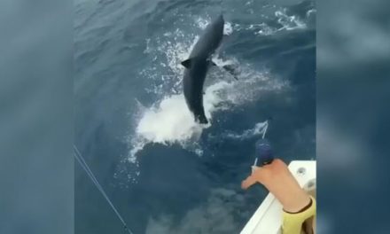 Mako Shark Nearly Leaps in Boat While Chasing Sailfish