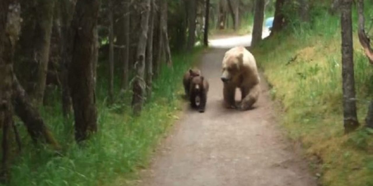 Man Crosses Paths With Mother Bears and Cubs in Tense Footage