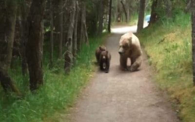 Man Crosses Paths With Mother Bears and Cubs in Tense Footage