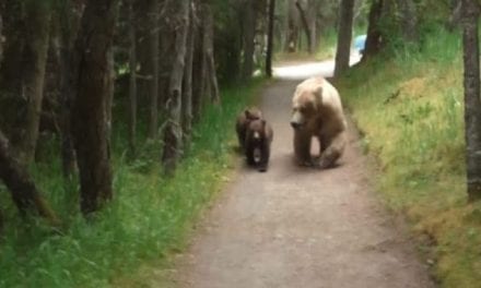 Man Crosses Paths With Mother Bears and Cubs in Tense Footage