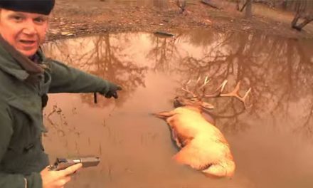 Man Harvests Trophy Elk With 10mm Pistol