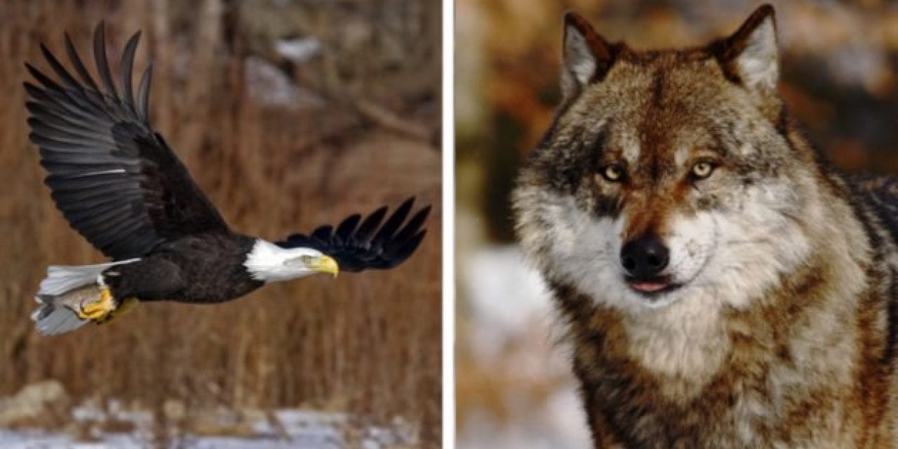 Michigan Man Charged with 125 Wildlife Crimes Including Poaching of Wolves and Eagles