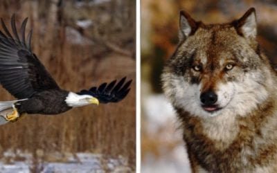 Michigan Man Charged with 125 Wildlife Crimes Including Poaching of Wolves and Eagles