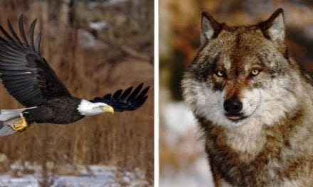 Michigan Man Charged with 125 Wildlife Crimes Including Poaching of Wolves and Eagles