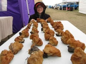 Emily Schmidt with some especially brainy Gyromitra korfii