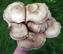 The deer mushroom, Pluteus cervinus