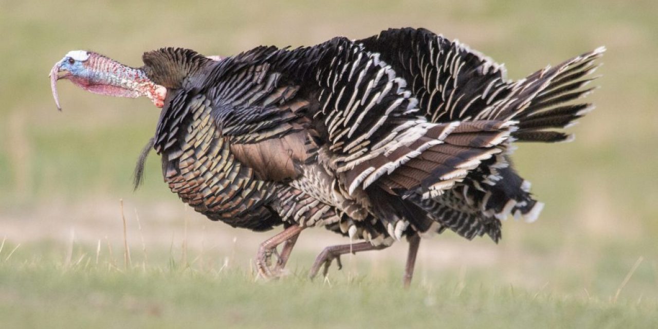 Nebraska boasts wild turkey variety