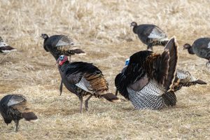 Wild turkeys