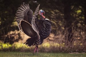 Wild turkey