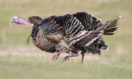 Nebraska boasts wild turkey variety