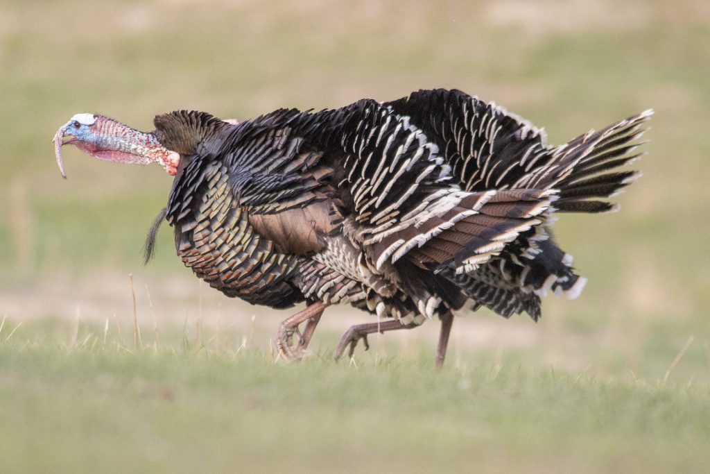 Tom wild turkeys