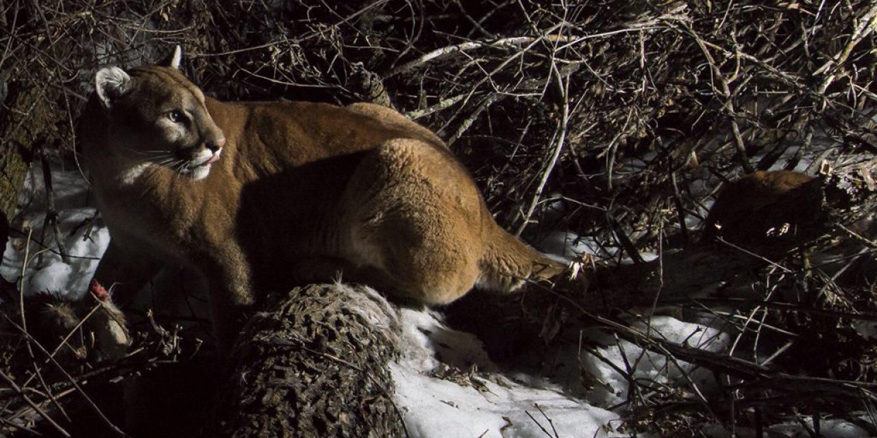 New mountain lion data for the Pine Ridge