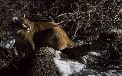 New mountain lion data for the Pine Ridge