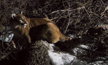 New mountain lion data for the Pine Ridge