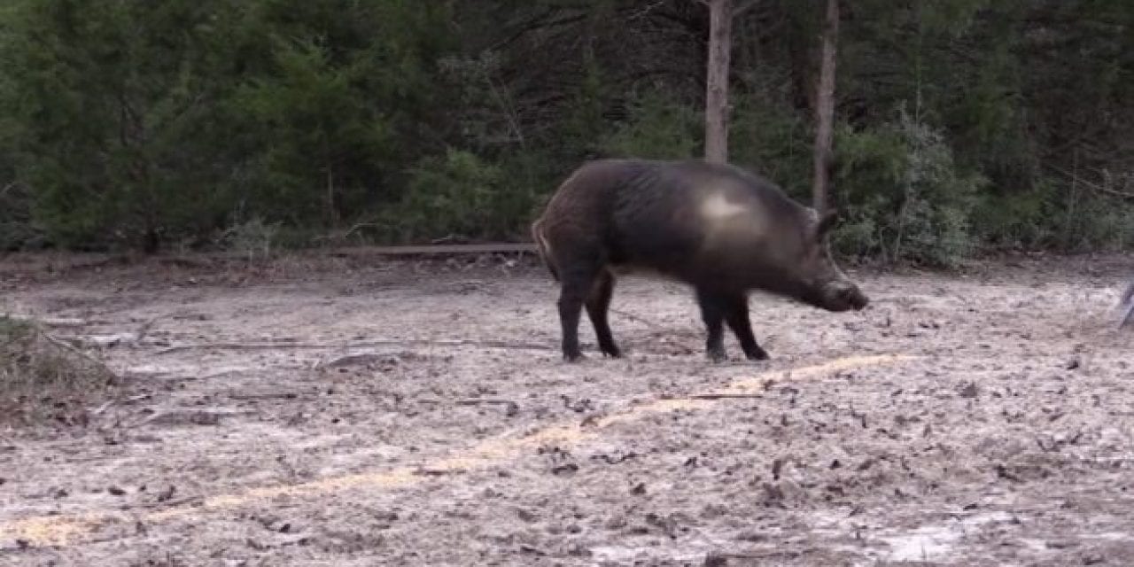 Pigman Smacks a Monster Boar With a .300 Win. Mag