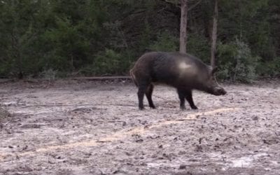 Pigman Smacks a Monster Boar With a .300 Win. Mag