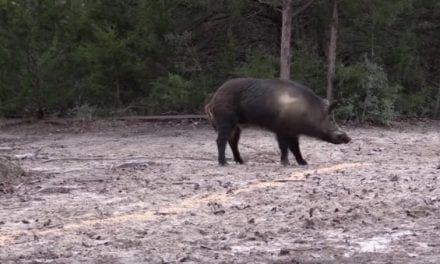 Pigman Smacks a Monster Boar With a .300 Win. Mag