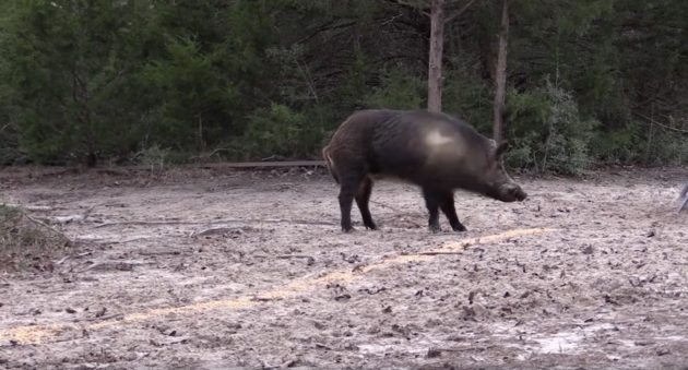 Watch Pigman Absolutely Flatten A Monster Boar With A .300 Win Mag