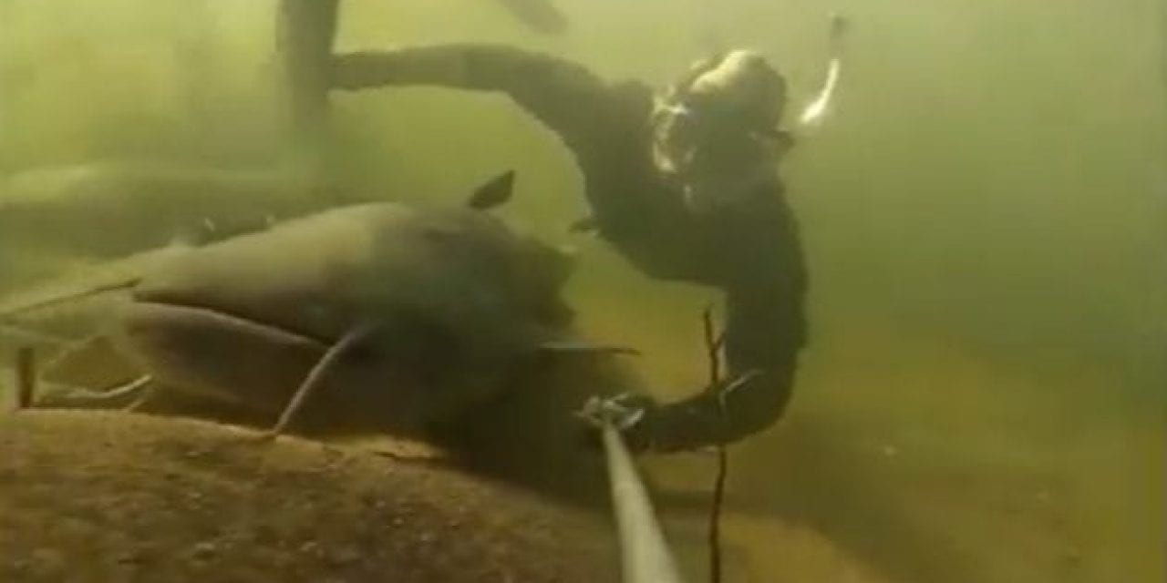 Snorkler Captures Underwater Footage of Trophy-Size Catfish